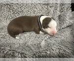 Small Photo #2 Border Collie Puppy For Sale in CONVERSE, TX, USA