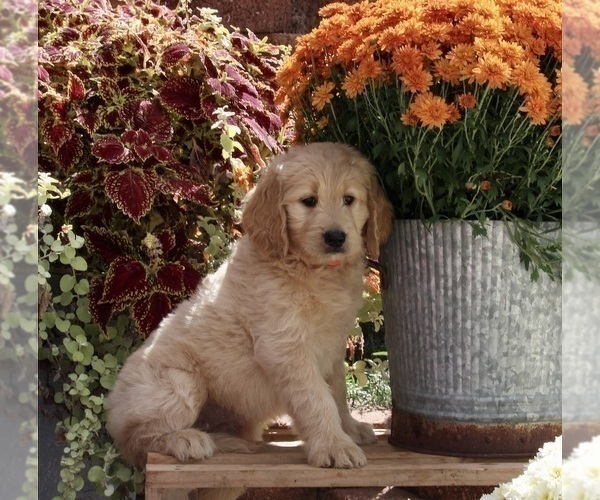 Full screen Photo #5 Goldendoodle Puppy For Sale in FREDERICKSBURG, OH, USA