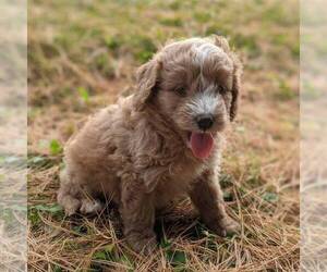 Bernedoodle-Poodle (Miniature) Mix Puppy for sale in STANLEY, WI, USA