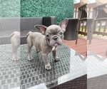 Small Photo #3 French Bulldog Puppy For Sale in PORTSMOUTH, VA, USA