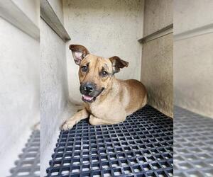 Mutt Dogs for adoption in San Antonio, TX, USA