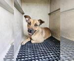 Small Mutt