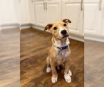 Small #9 American Pit Bull Terrier-Catahoula Leopard Dog Mix