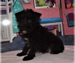 Schnauzer (Miniature) Puppy for sale in BARNESVILLE, KS, USA