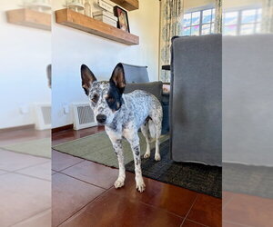 Mutt Dogs for adoption in Chandler, AZ, USA