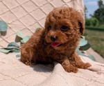 Small Photo #33 Cockapoo Puppy For Sale in GOSHEN, IN, USA