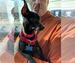 Small Photo #7 Boston Terrier Puppy For Sale in Huntington Beach, CA, USA