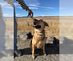 Small #11 German Shepherd Dog Mix