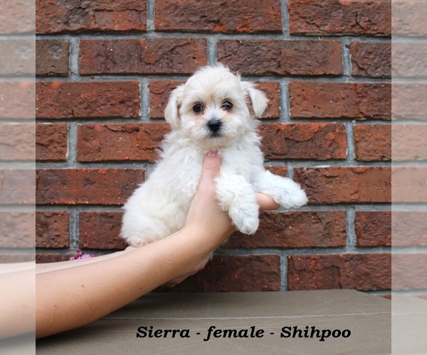 Medium Photo #4 Shih-Poo Puppy For Sale in CLARKRANGE, TN, USA
