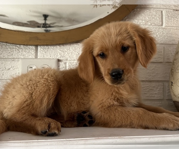 Medium Photo #4 Golden Retriever Puppy For Sale in DENTON, TX, USA