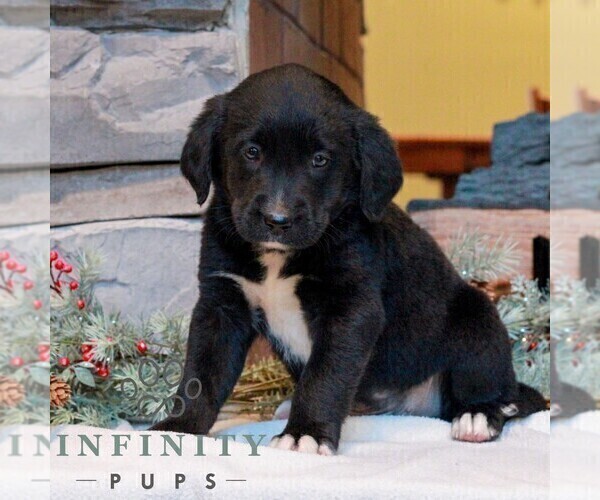 Medium Photo #4 Bernedoodle (Miniature)-Labrador Retriever Mix Puppy For Sale in LEBANON, PA, USA