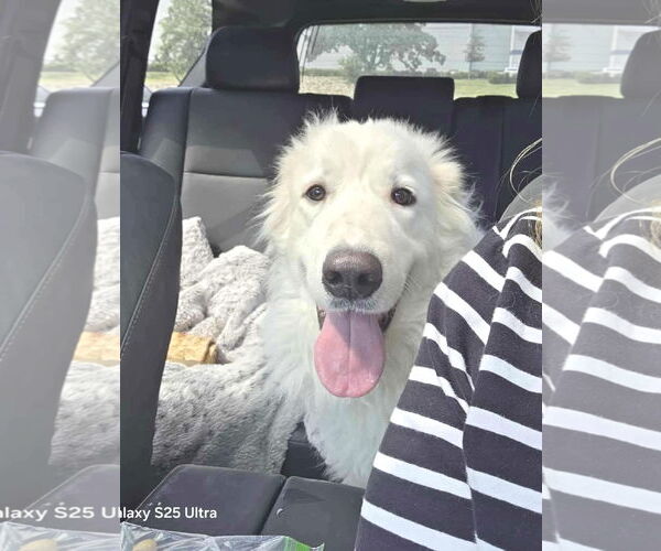 Medium Photo #12 Great Pyrenees Puppy For Sale in Spring, TX, USA