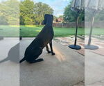Small #3 Great Dane