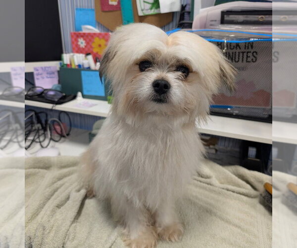 Medium Photo #1 Shiba Inu Puppy For Sale in Chico, CA, USA