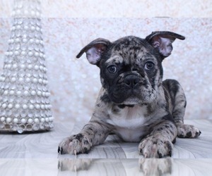 Faux Frenchbo Bulldog Puppy for sale in MARIETTA, GA, USA