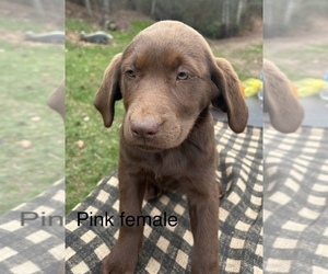 Labrador Retriever Puppy for sale in BIDWELL, OH, USA