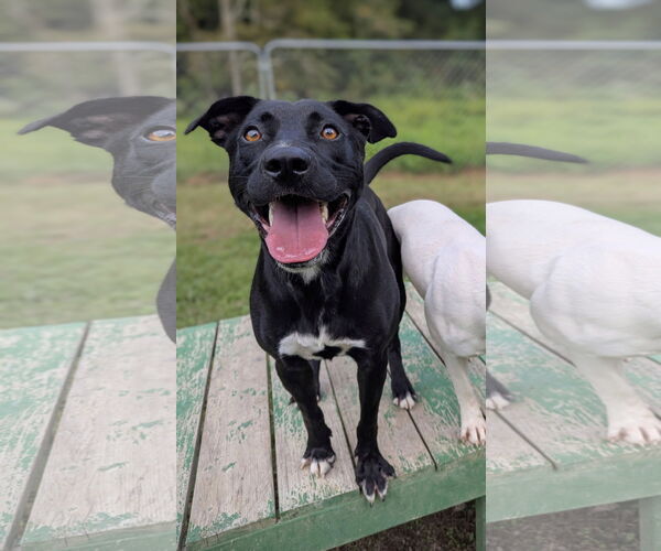 Medium Photo #5 Mutt Puppy For Sale in Calhoun, GA, USA