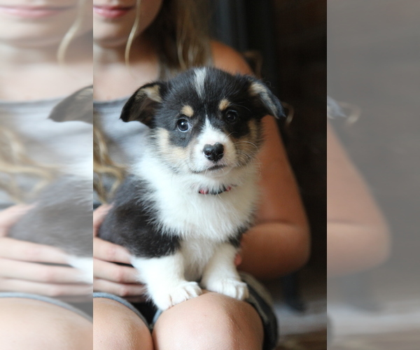 Medium Photo #13 Pembroke Welsh Corgi Puppy For Sale in FAIR GROVE, MO, USA