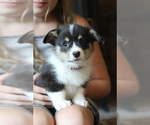 Small #12 Pembroke Welsh Corgi