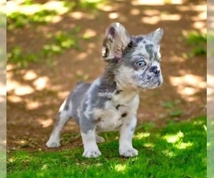 French Bulldog Puppy for sale in VIRGINIA BEACH, VA, USA