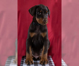 Doberman Pinscher Puppy for Sale in LAKELAND, Florida USA