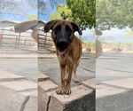 Small #1 German Shepherd Dog Mix