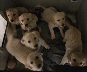 Golden Retriever Puppy for sale in LANCASTER, CA, USA
