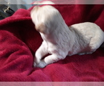 Small Photo #3 Goldendoodle Puppy For Sale in COVINGTON, GA, USA