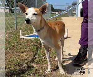Tome - Male Chihuahua-Unknown Mix Dog for Adoption - Photo #4