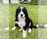 Puppy Thelma Bernedoodle