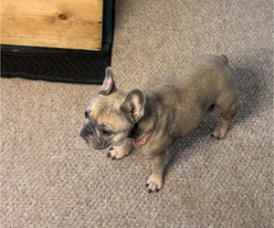 Mother of the French Bulldog puppies born on 04/26/2025