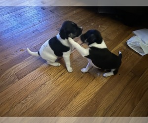 Rat Terrier Dogs for adoption in HOUSTON, TX, USA
