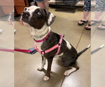 Small #3 Catahoula Leopard Dog