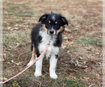 Puppy Olive Miniature Australian Shepherd