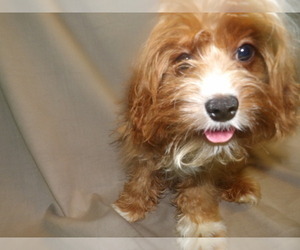 Cavapoo Puppy for sale in PATERSON, NJ, USA