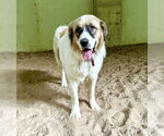 Small #7 Great Pyrenees