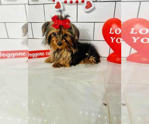 Medium Photo #2 Yorkshire Terrier Puppy For Sale in INDIANAPOLIS, IN, USA