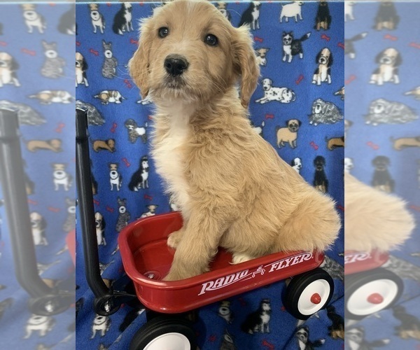 Medium Photo #20 English Cream Golden Retriever-Poodle (Standard) Mix Puppy For Sale in DEARBORN, MO, USA