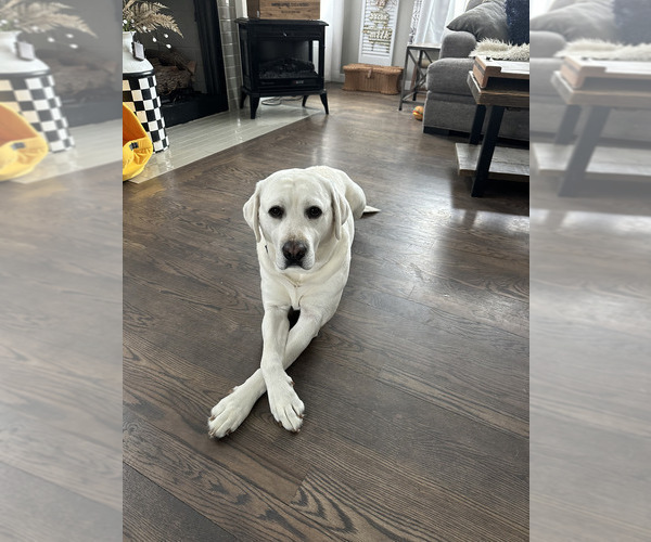 Medium Photo #1 Labrador Retriever Puppy For Sale in CAMILLUS, NY, USA