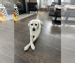 Small Photo #1 Labrador Retriever Puppy For Sale in CAMILLUS, NY, USA