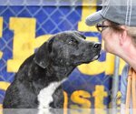 Small #3 Labrador Retriever-Plott Hound Mix