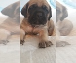 Small Photo #42 Mastiff Puppy For Sale in FULTON, NY, USA