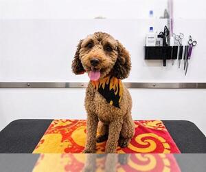 Poodle (Miniature) Dogs for adoption in Orange, CA, USA