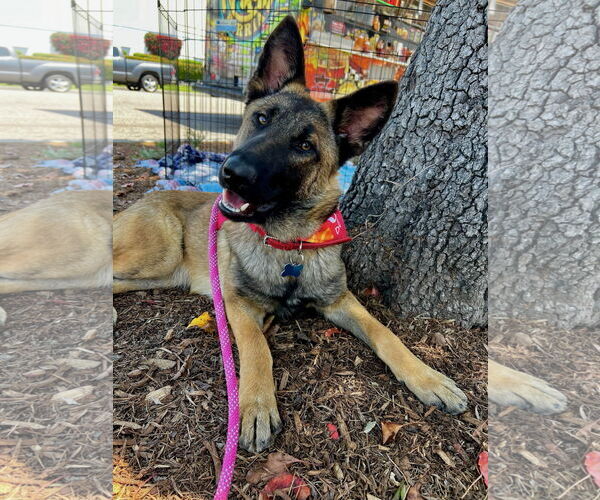 Medium Photo #2 Mutt Puppy For Sale in Newport Beach, CA, USA