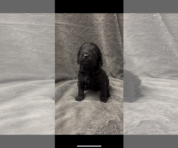 Medium Photo #9 Labradoodle Puppy For Sale in BONNER, MT, USA