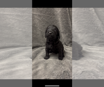 Small #8 Labradoodle