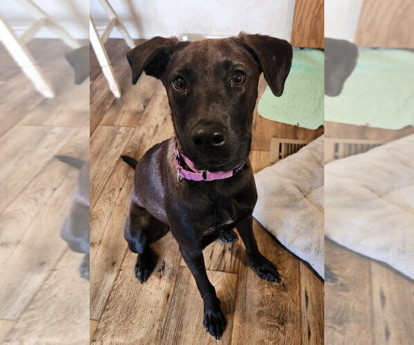 Medium Photo #1 Labrador Retriever Puppy For Sale in Walnutport, PA, USA