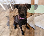 Small Labrador Retriever