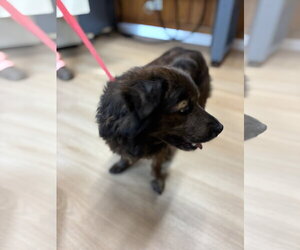 Roscoe - Male Mutt Dog for Adoption - Photo #2