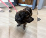 Small Photo #2 Mutt Puppy For Sale in Raleigh, NC, USA